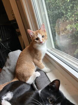 Rescue Domestic Short Hair Cats for Adoption in Ellicott City, Maryland - Prince Humperdinck Aka Monkey | PetCurious