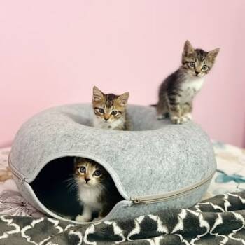 Rescue Domestic Short Hair Cats for Adoption in South Elgin, Illinois - Jelly | PetCurious
