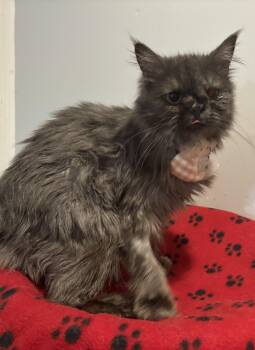 Rescue Persian Cats for Adoption in Fairfax, Virginia - Camila (Persian) | PetCurious