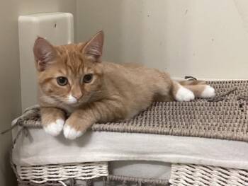 Sue -  Domestic Short Hair Cat for Adoption in Fredericton, New Brunswick - Sue | PetCurious