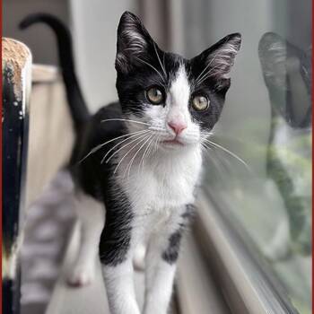 Domestic Short Hair Cats Available for Adoption in Lodi, California - April | PetCurious