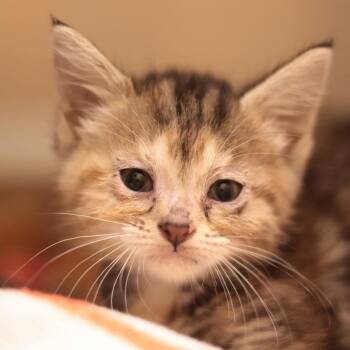 Lisa fka Omereta -  Domestic Short Hair Cat for Adoption in Philadelphia, Pennsylvania - Lisa Fka Omereta | PetCurious