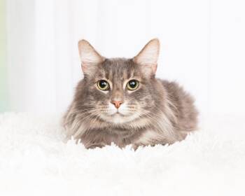 Bobby -  Domestic Long Hair Cat for Adoption in Denton, Texas - Bobby | PetCurious
