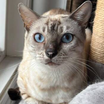 Bengal Cats Available for Adoption in Pickering, Ontario - Everest | PetCurious