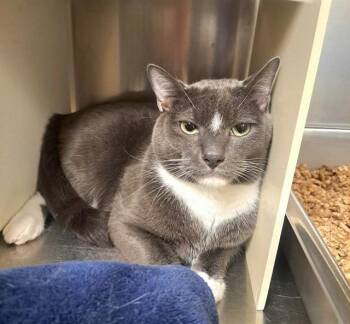 Domestic Short Hair Cats Available for Adoption in Easton, Maryland - SALEM | PetCurious