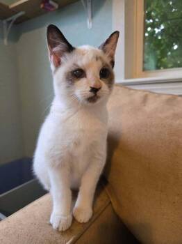 Snowshoe and Siamese Cats Available for Adoption in Plumerville, Arkansas - Chloe | PetCurious