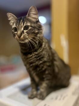 Rescue Domestic Medium Hair and Maine Coon Cats for Adoption in Philadelphia, Pennsylvania - Ophelia | PetCurious