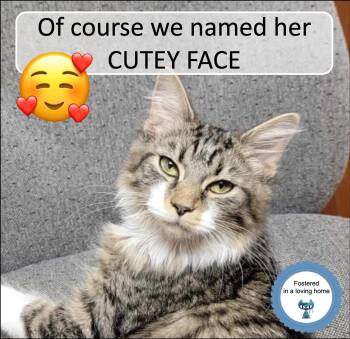 Domestic Medium Hair Cats Available for Adoption in Cincinnati, Ohio - Cutey Face | PetCurious