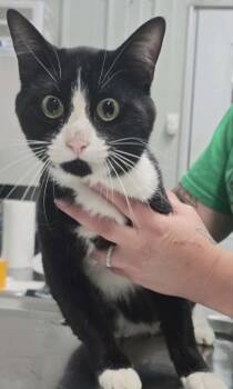 Parker -  Domestic Short Hair Cat Available for Adoption in Hillsdale, Indiana - Parker | PetCurious