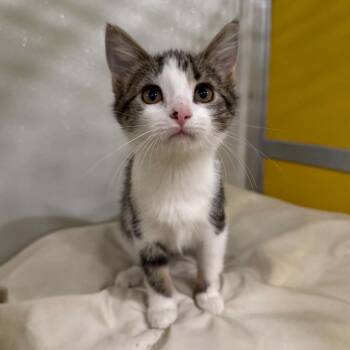 Penne -  Domestic Short Hair and Tabby Cat for Adoption in Penn Yan, New York - Penne | PetCurious