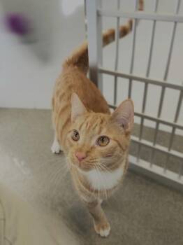 Morty -  Domestic Short Hair Cat for Adoption in Roanoke, Virginia - Morty | PetCurious