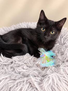 Butthead -  Domestic Short Hair Cat for Adoption in Rio Linda, California - Butthead | PetCurious