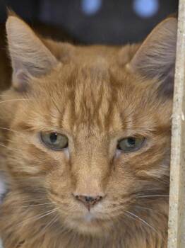 Domestic Short Hair Cats Available for Adoption - Teddy | PetCurious