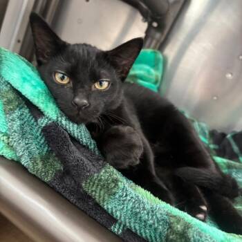 Rico -  Domestic Short Hair Cat for Adoption in Corpus Christi, Texas - Rico | PetCurious