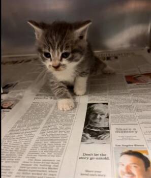 Domestic Short Hair Cats Available for Adoption in Riverside, California - LEE | PetCurious