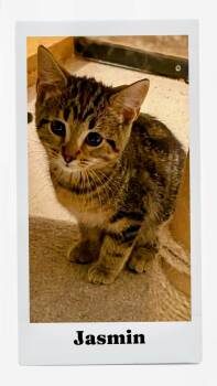 Jasmin -  Domestic Short Hair Cat for Adoption in Caistor Centre, Ontario - Jasmin | PetCurious