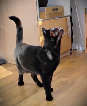 Rescue Domestic Short Hair Cats for Adoption - Nino | PetCurious