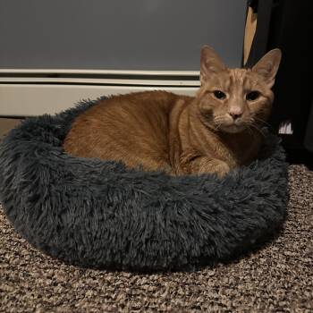 Domestic Short Hair Cats Available for Adoption - Oliver  | PetCurious