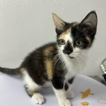 Domestic Short Hair Cats Available for Adoption in Gainesville, Florida - Aiofe | PetCurious