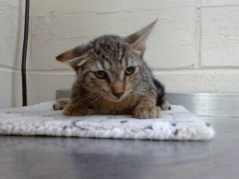 A600095 -  Domestic Short Hair Cat for Adoption in Orlando, Florida - A600095 | PetCurious