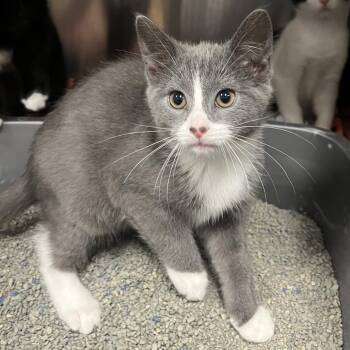 Jessie -  Domestic Short Hair Cat for Adoption in Oak Brook, Illinois - Jessie | PetCurious