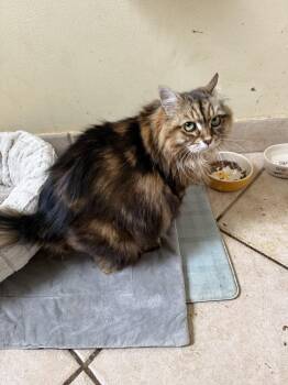 Nyla -  Norwegian Forest Cat and American Bobtail Cat for Adoption in West Palm Beach, Florida - Nyla | PetCurious