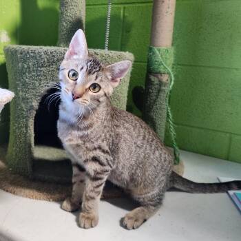 Maple -  Domestic Short Hair and Tabby Cat for Adoption in Bolingbrook, Illinois - Maple | PetCurious
