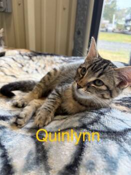 Rescue Domestic Medium Hair Cats for Adoption in Saint Francisville, Louisiana - Quinlynn | PetCurious