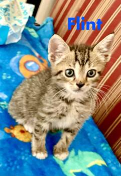 Flint -  Domestic Short Hair Cat for Adoption in Reston, Virginia - Flint | PetCurious