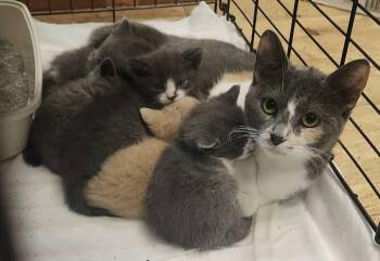 Calico Cats Available for Adoption - Miss Piggy | PetCurious