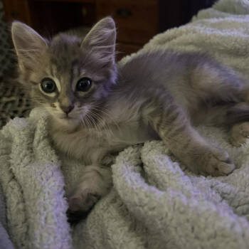 Rescue Domestic Medium Hair Cats for Adoption in San Antonio, Texas - Marvin | PetCurious