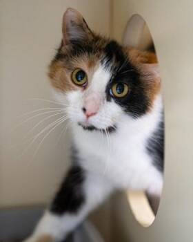 Kira -  Domestic Medium Hair and Domestic Short Hair Cat for Adoption in Pequot Lakes, Minnesota - Kira | PetCurious