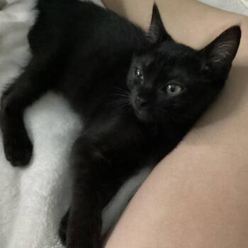 Oreo -  Domestic Short Hair Cat Available for Adoption in Tallahassee, Florida - Oreo | PetCurious