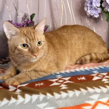 Kemet -  Domestic Short Hair Cat for Adoption in Long Beach, Mississippi - Kemet | PetCurious