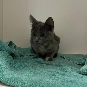Juliet -  Domestic Short Hair Cat for Adoption in Winston-salem, North Carolina - Juliet | PetCurious