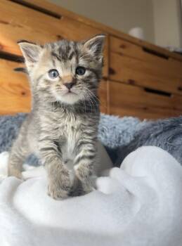 Domestic Short Hair Cats Available for Adoption in Davis, California - Lil Punch | PetCurious