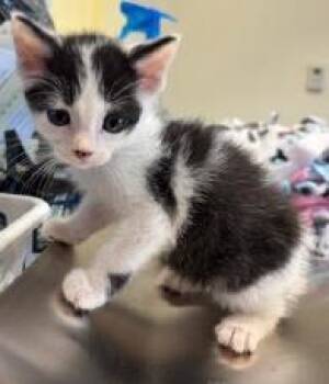 Kenneth -  Domestic Short Hair Cat for Adoption in Kansas City, Missouri - Kenneth | PetCurious