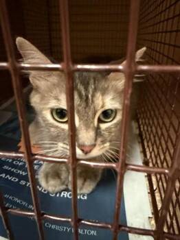 Nina -  Domestic Medium Hair Cat for Adoption in Austin, Texas - Nina | PetCurious