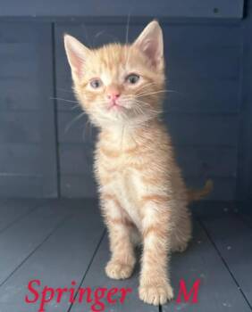 Domestic Short Hair Cats Available for Adoption in Darien, Georgia - Springer | PetCurious