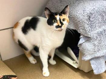 CLOVER -  Domestic Short Hair Cat for Adoption in Fort Wayne, Indiana - CLOVER | PetCurious