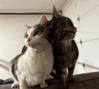 Domestic Short Hair Cats Available for Adoption - Chrissy & Tom Whittington (Sweet, Loving Duo!) | PetCurious