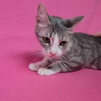 Domestic Short Hair Cats Available for Adoption in Valdosta, Georgia - Hibiscus | PetCurious