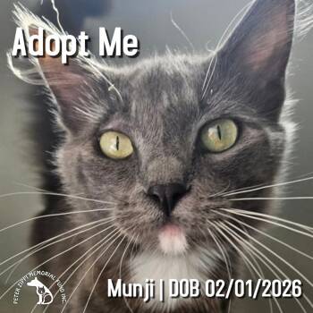 Munji -  Domestic Medium Hair Cat for Adoption in Hermosa Beach, California - Munji | PetCurious
