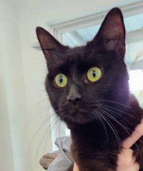 Rescue Domestic Medium Hair Cats for Adoption in Chapel Hill, North Carolina - Indigo | PetCurious