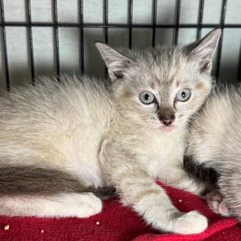 Stormy -  Domestic Short Hair Cat for Adoption in Saginaw, Michigan - Stormy | PetCurious
