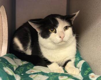 Domestic Short Hair Cats Available for Adoption in Aliquippa, Pennsylvania - PARIS | PetCurious