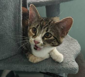 Baby Spice -  Calico Cat for Adoption in Hardeeville, South Carolina - Baby Spice | PetCurious