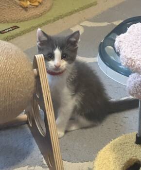 Rescue Domestic Medium Hair Cats for Adoption in Poplar Grove, Illinois - Junior | PetCurious