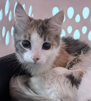 Samara -  Domestic Short Hair Cat for Adoption - Samara | PetCurious