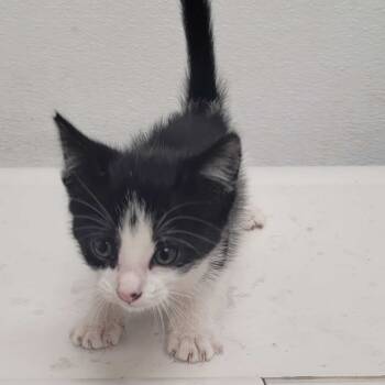 Rescue Domestic Short Hair Cats for Adoption in Los Angeles, California - Celia Cruz Control | PetCurious